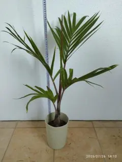 【良好】トックリヤシ 販売 Amazon.co.jp: 観葉植物・希少：トックリヤシ(徳利椰子)*6号