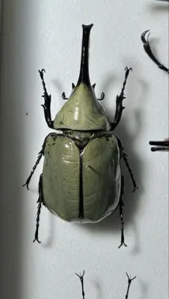 2026年最新】昆虫標本の人気アイテム - メルカリ