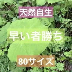 2026年最新】フクギ 苗の人気アイテム - メルカリ