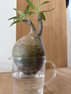 2026年最新】グラキリス ベアルートの人気アイテム - メルカリ