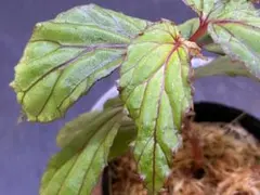 user_17483b87様 リクエスト 2点 まとめ商品