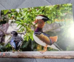 Item thumbnail for item dd069c83-547c-4a65-925e-8de635f21a82