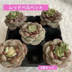 2026年最新】多肉植物 エケベリア セットの人気アイテム - メルカリ