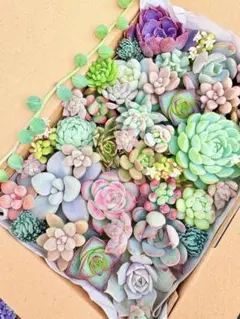 11.多肉植物 寄せ植えセット　韓国苗　カット苗