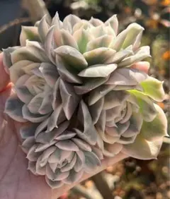 Kasumi様 ご専用　リクエスト 7点 まとめ商品　值引200円　おまけ付き