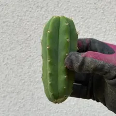 Trichocereus pachanoi トリコケレウス・パチャノイ Aのサムネイル