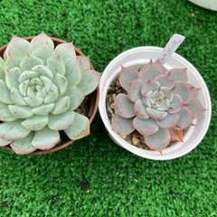 ばらおばさん様 リクエスト 2点 まとめ商品