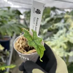 バンブー様 リクエスト 2点 まとめ商品