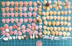 貝殻セット ヒオウギガイ15〜セット - メルカリ