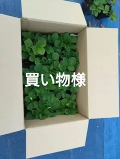 買い物様専用　イチゴ苗　15株　ポット苗土付き