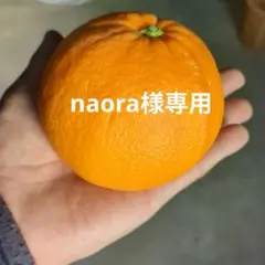 naora様専用 ネーブルオレンジ 大玉4kg
