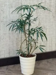 2026年最新】シェフレラ アンガスティフォリアの人気アイテム - メルカリ