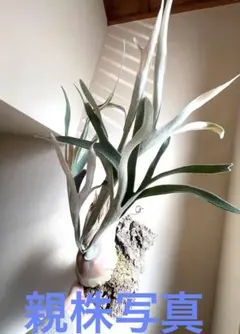 2026年最新】ビカクシダ ビーチーの人気アイテム - メルカリ