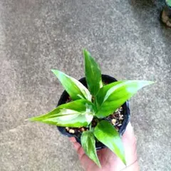 ☆koushi☆様 リクエスト 2点 まとめ商品