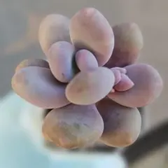 ウナギイヌ様 リクエスト 2点 まとめ商品