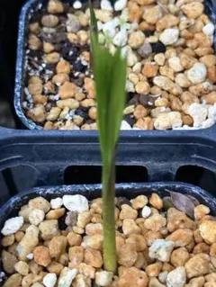 アサイー　Acai palm　Euterpe oleracea　④ 【発芽済み】のサムネイル