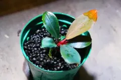 2026年最新】bucephalandra 水の国の人気アイテム - メルカリ