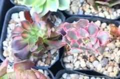 2025年最新】錦 アエオニウムの人気アイテム - メルカリ