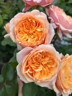 メイʕ•ᴥ•ʔ様 確認用ページ