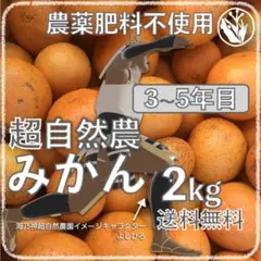 自然農みかん5kg 8年目 農薬肥料不使用 自然農法 海乃神自然農園
