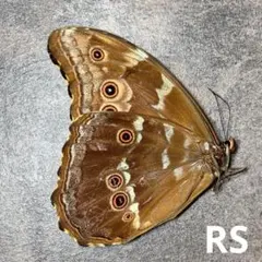 2026年最新】蝶 標本 モルフォの人気アイテム - メルカリ