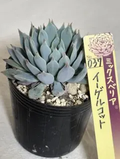 2025年最新】おらいさん苗の人気アイテム - メルカリ