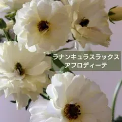 ラナンキュラスラックス アウラ 6号鉢 - メルカリ