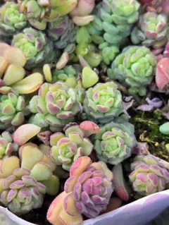 aitomoaki様 リクエスト 2点 まとめ商品