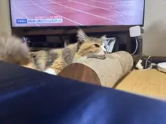 くまのこさん専用