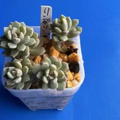 多肉植物　ぼのぼのさん苗　リンダリンダのサムネイル