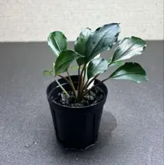 みみみ様 リクエスト 3点 まとめ商品