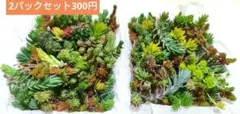 【送料無料】訳あり2パックセット　多肉植物　カット苗　セダム　詰め合わせ
