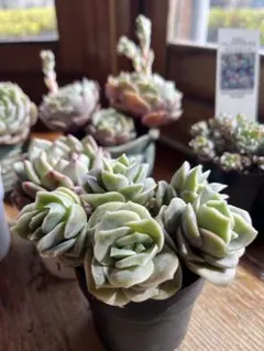 2026年最新】ラブリーローズの人気アイテム - メルカリ