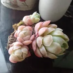 peche様 リクエスト 3点 まとめ商品