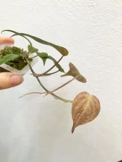 じぇむ様 リクエスト 2点 まとめ商品