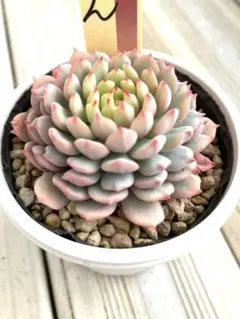 ま*つ様 多肉植物ミックスベリアおらいさん苗　ちょこん