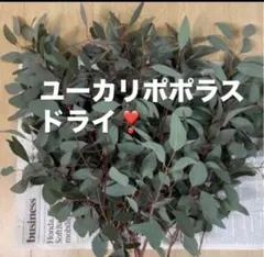 ユーカリポポラス 80サイズ - メルカリ