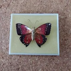 蝶デザイン ブローチ