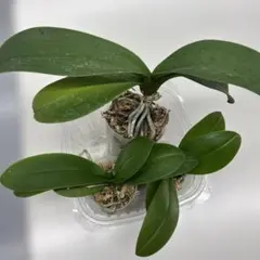 ミニ胡蝶蘭苗3株(ピンクオレンジ)のサムネイル