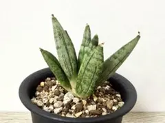 観葉植物《らくらくメルカリ便♪》サンセベリア美苗★ Hedgehog ★抜き苗のサムネイル
