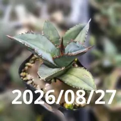 2026年最新】ホオジロザメ アガベの人気アイテム - メルカリ