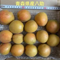青森県産　八助梅　1kg 15個あんず　大実のサムネイル