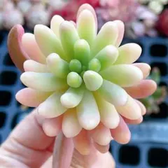 速達　honey様 リクエスト 2点 まとめ商品