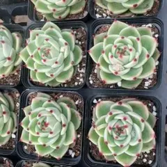 Top【選抜株】多肉植物　362355メロー ピーチ　60個　鉢無し/脱土 Top【選抜株】多肉植物 362355メロー ピーチ 60個 鉢無し/脱土 - メルカリ