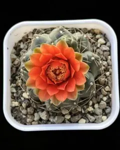252-蜜柑金緋花玉 実生苗 超希少 花サボテン 実際開花した株 1点限定