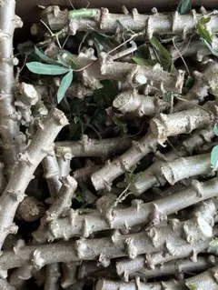 2026年最新】キャッサバ苗の人気アイテム - メルカリ