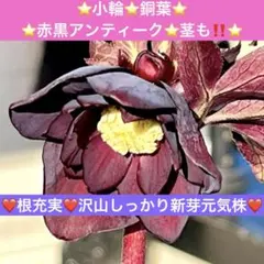 2025年最新】広瀬園芸 クリスマスローズの人気アイテム - メルカリ