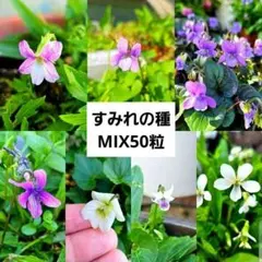 《山野草》花の種 スミレ 種 数種類ミックス すみれ 多年草 種子 宿根草