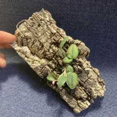 フェロカクタス 巨鷲玉錦 - メルカリ