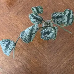 スキンダプサス　カット　発根　4本のサムネイル